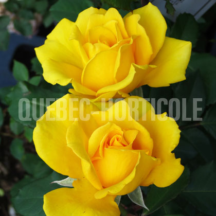 image de Rosa Yellow Jacket