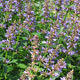 image de Agastache