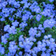 image de Ageratum houstonianum