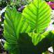 image de Alocasia