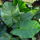 image de Alocasia