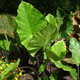 image de Alocasia