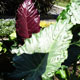 image de Alocasia