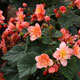 image de Begonia