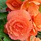 image de Begonia 