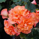 image de Begonia