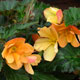 image de Begonia