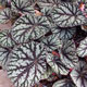 image de Begonia rex