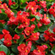 image de Begonia semperflorens