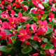 image de Begonia semperflorens