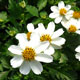 image de Bidens ferulifolia