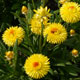 image de Xerochrysum bracteatum