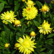 image de Xerochrysum bracteatum