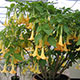 image de Brugmansia sp.