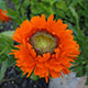 image de Calendula