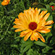 image de Calendula officinalis