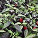 image de Capsicum annuum