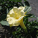 image de Datura metel