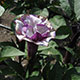 image de Datura metel