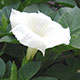 image de Datura metel