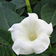 image de Datura metel