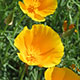 image de Eschscholzia californica