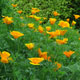 image de Eschscholzia californica