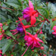 image de Fuchsia x hybrida