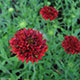 image de Gaillardia pulchella