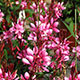 image de Gaura