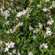 image de Gaura