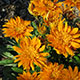 image de Gazania