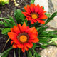 image de Gazania