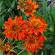 image de Gazania