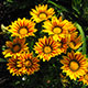 image de Gazania