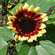 image de Helianthus annuus