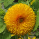 image de Helianthus annuus