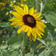 image de Helianthus argophyllus