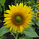 image de Helianthus annuus