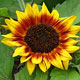 image de Helianthus annuus