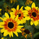 image de Helianthus hybrida