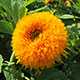 image de Helianthus annuus