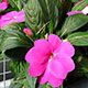 image de Impatiens