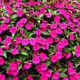 image de Impatiens série