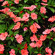 image de Impatiens