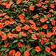 image de Impatiens