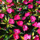 image de Impatiens