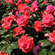 image de Impatiens