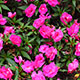 image de Impatiens série