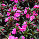 image de Impatiens série